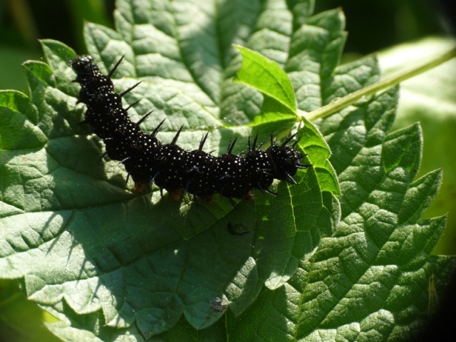 Bruco della Inachis Io